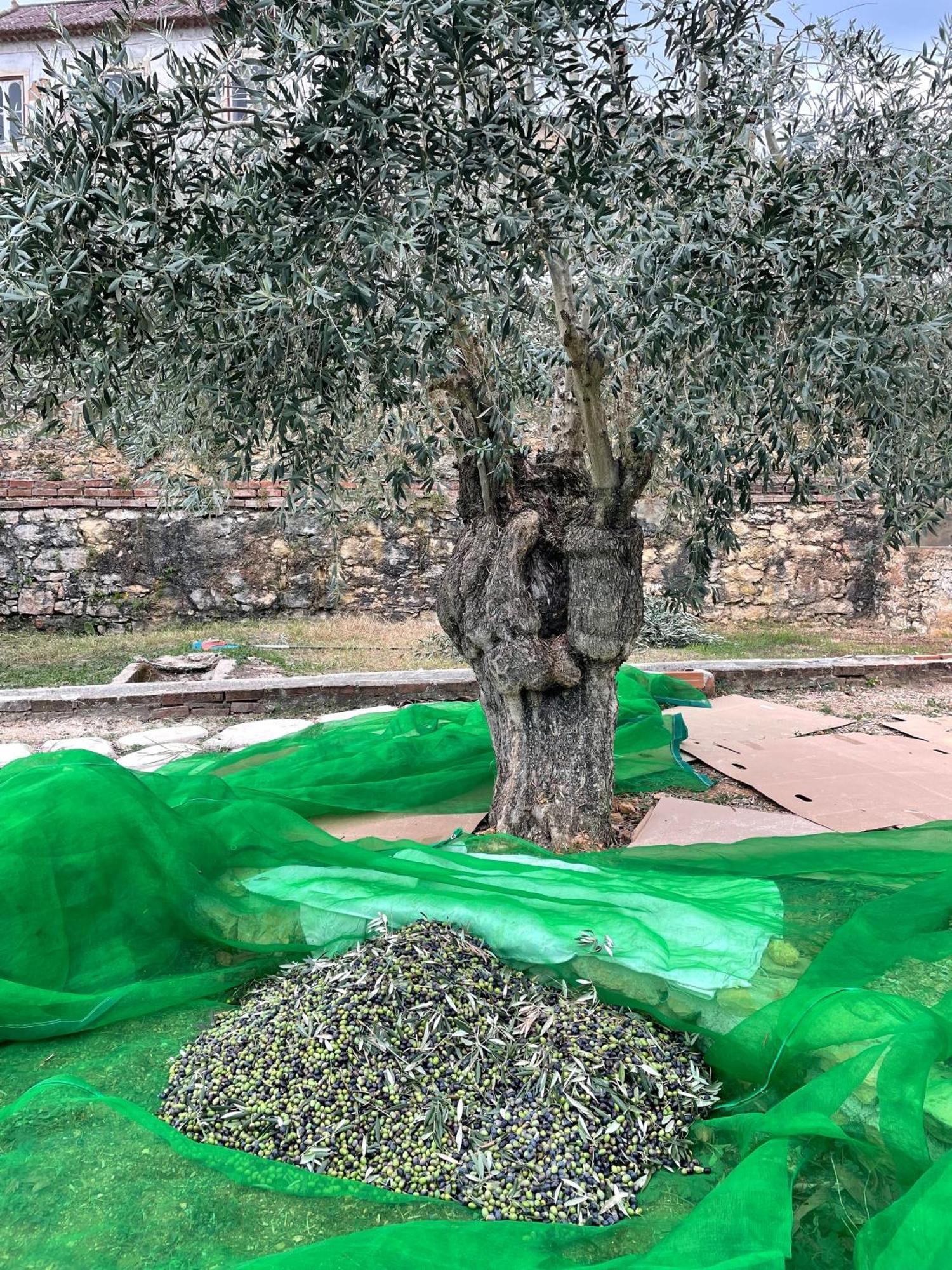 ホテル Casa Do Prado トマール エクステリア 写真